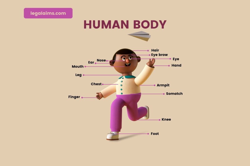 Different parts of the human body